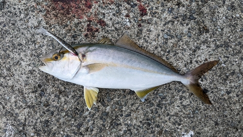 ショゴの釣果