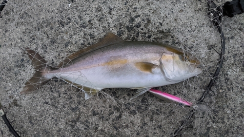 ショゴの釣果