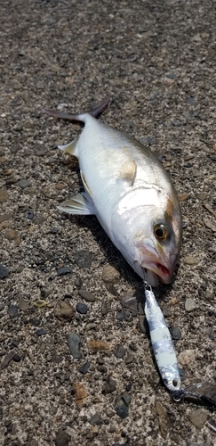 ネリゴの釣果