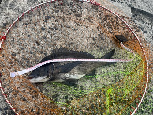 クロダイの釣果