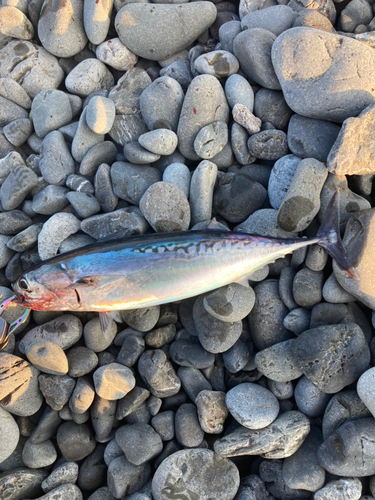 ソウダガツオの釣果