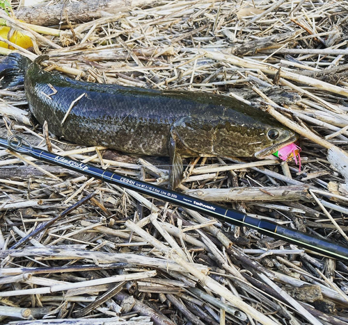 ライギョの釣果