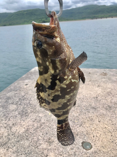 マダラハタの釣果