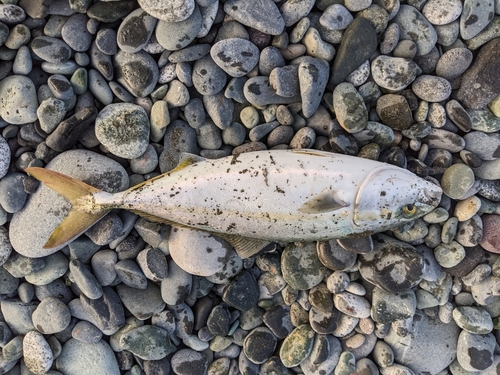 イナダの釣果