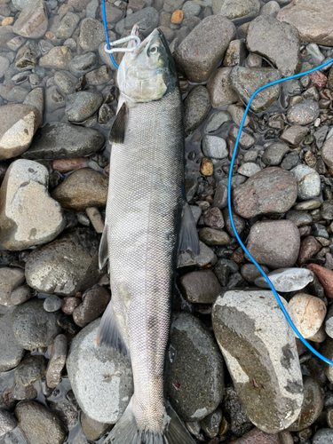 シロザケの釣果