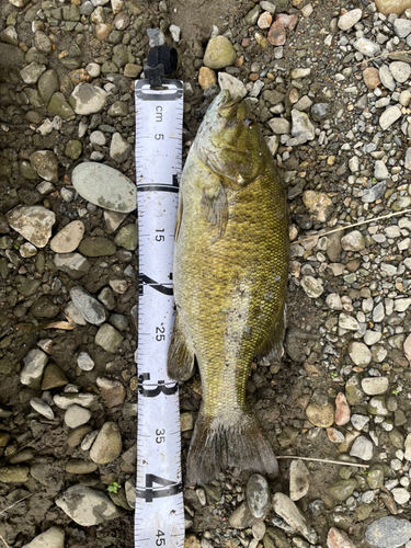 スモールマウスバスの釣果