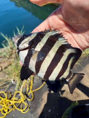 イシダイの釣果