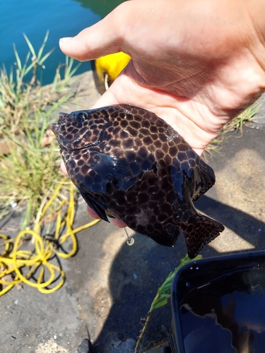 イシガキダイの釣果