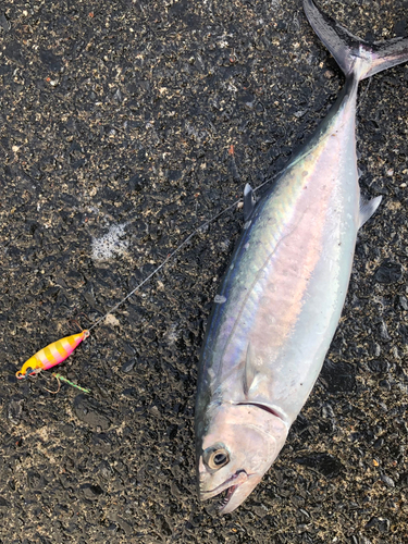 キントキダイの釣果