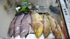 マハタの釣果
