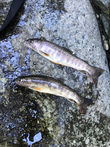 イワナの釣果