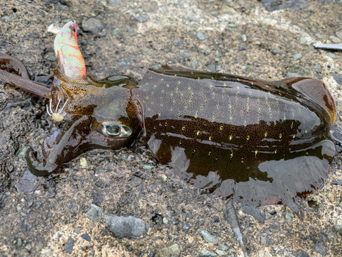 アオリイカの釣果