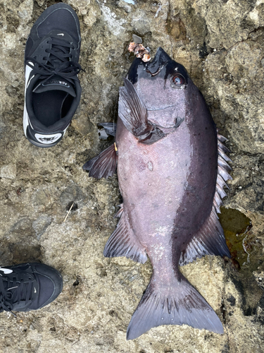 イシダイの釣果