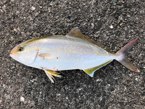 シオの釣果