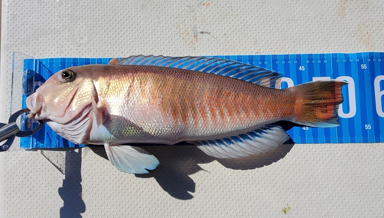 シロアマダイ
