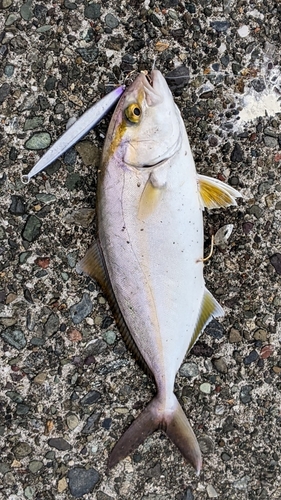 ショゴの釣果