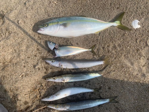 カマスの釣果