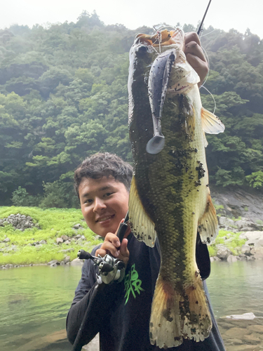 ブラックバスの釣果