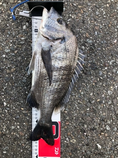 クロダイの釣果