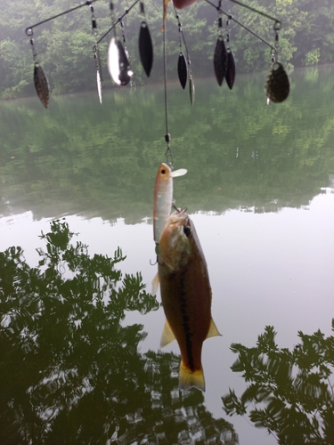 ブラックバスの釣果