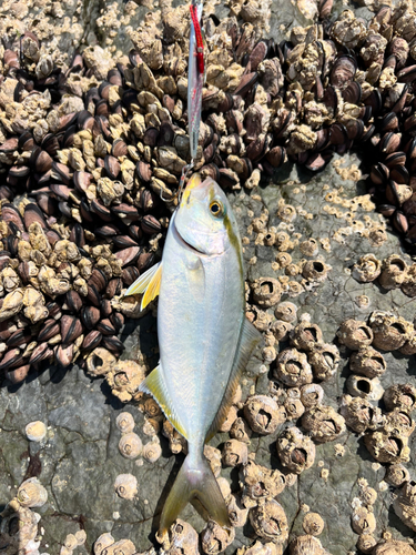 ネリゴの釣果