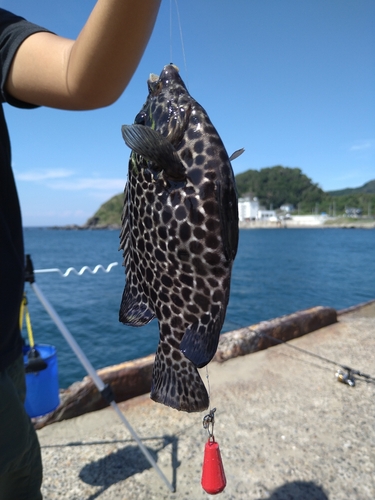 イシガキダイの釣果