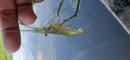 テナガエビの釣果