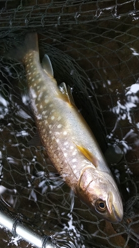 アメマスの釣果