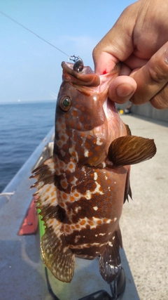 キジハタの釣果