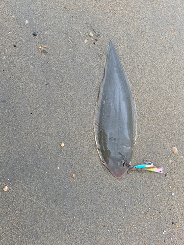 シタビラメの釣果