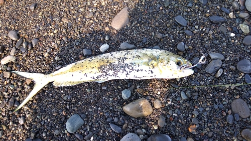 シイラの釣果