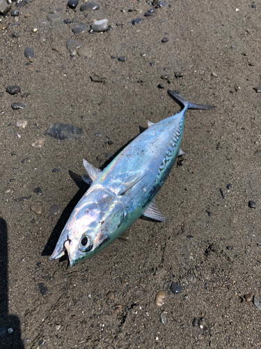 ソウダガツオの釣果