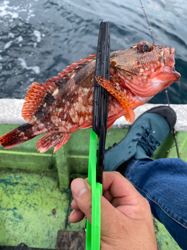 カサゴの釣果