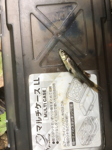 タカハヤの釣果