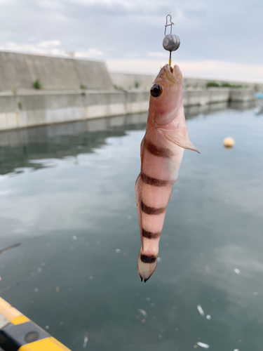 リュウグウハゼの釣果