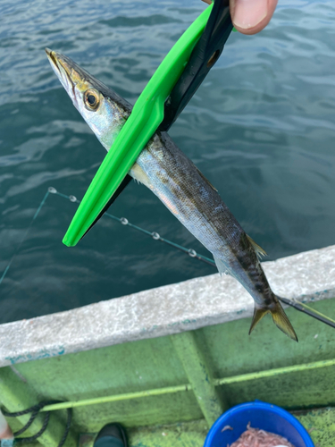 カマスの釣果