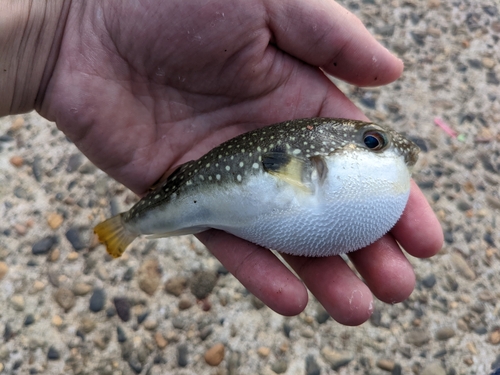 クサフグの釣果