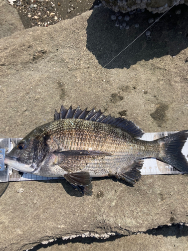 チヌの釣果