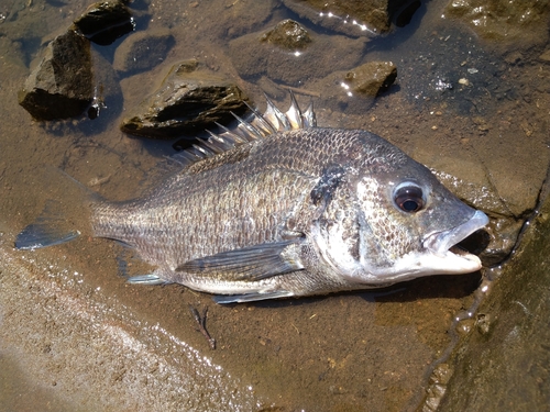 クロダイの釣果