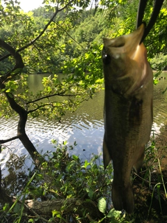 ラージマウスバスの釣果