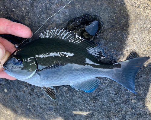 メジナの釣果