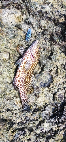 カンモンハタの釣果