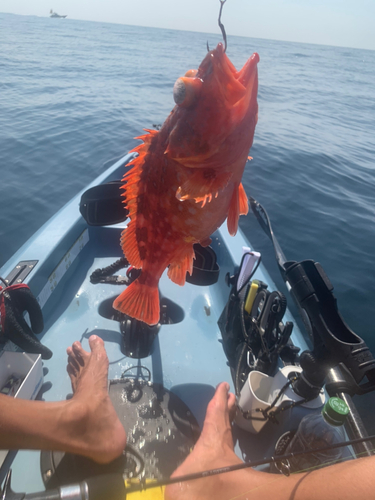 ウッカリカサゴの釣果