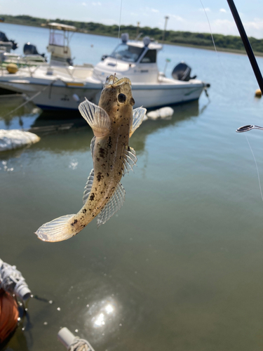 ウロハゼの釣果