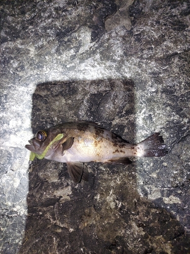 シロメバルの釣果