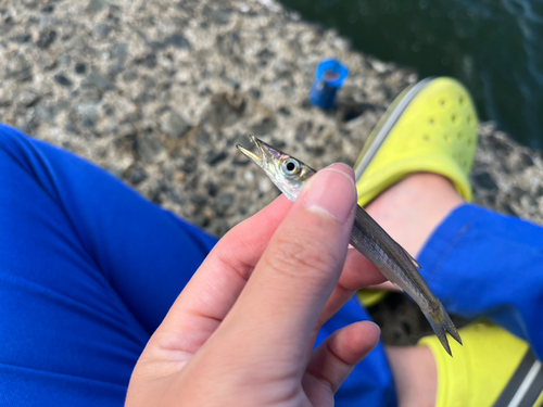 カマスの釣果