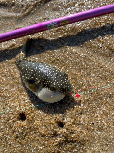 フグの釣果