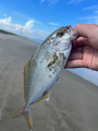 ショゴの釣果