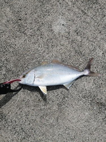 ショゴの釣果