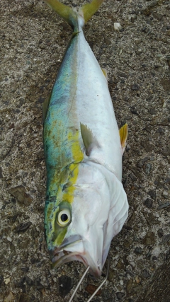 ツバスの釣果